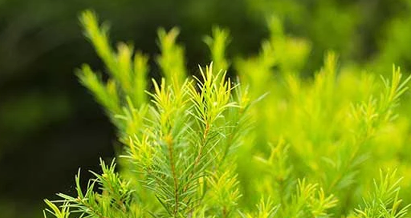 Tea Tree Oil